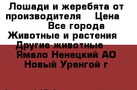 Лошади и жеребята от производителя. › Цена ­ 120 - Все города Животные и растения » Другие животные   . Ямало-Ненецкий АО,Новый Уренгой г.